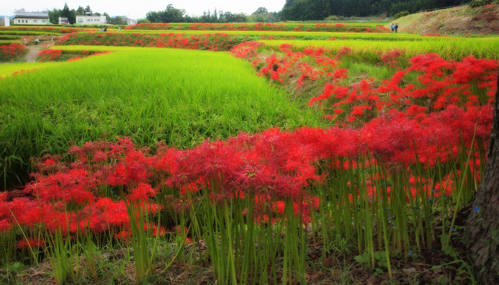 Rizière japonaise