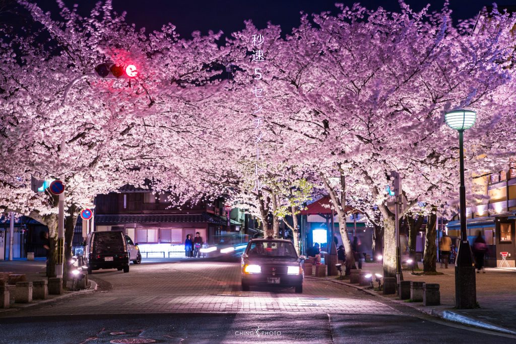 Kansai - rue japonaise avec des cerisiers en fleurs