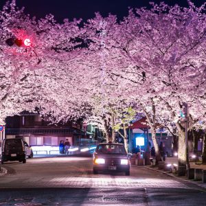 Kansai - rue japonaise avec des cerisiers en fleurs
