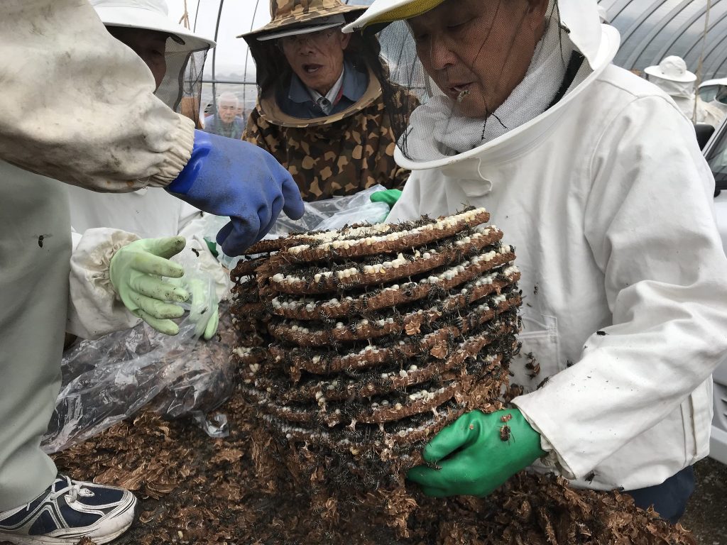 Vente d un nid de guepes durant le festival de la guepe de Kushihara. Entomophagie au Japon.
